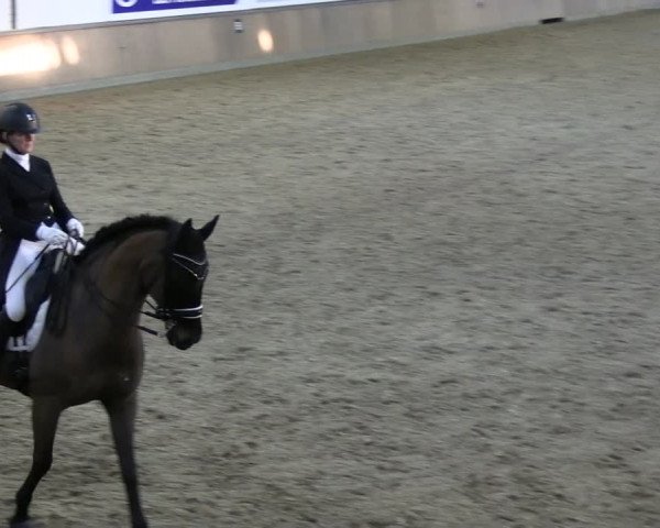 Reitturnier Rhede 2024