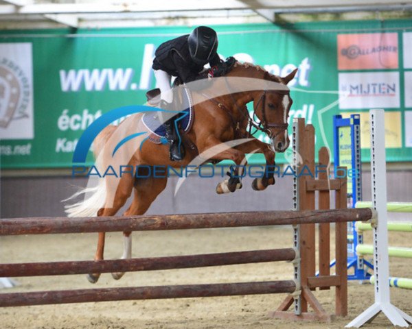 Springpferd Skybreaker van den Kievit (Belgisches Warmblut, 2014, von Ulk d'Ete)
