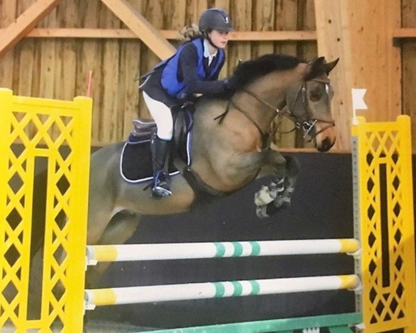 Springpferd Cadix Thine (Französisches Pony, 2012, von Ulk d'Ete)