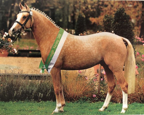 Deckhengst Fs Calimero (Rheinländer, 2008, von Dior) Deckhengst Fs Calimero (Rheinländer, 2008, von Dior)