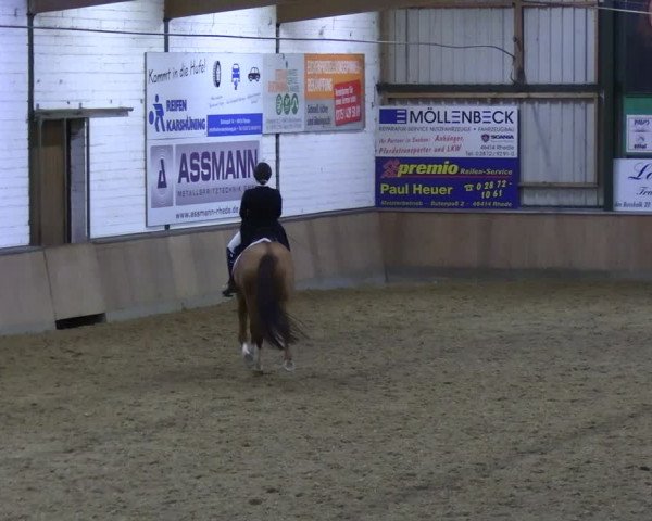 Reitturnier Rhede 2024