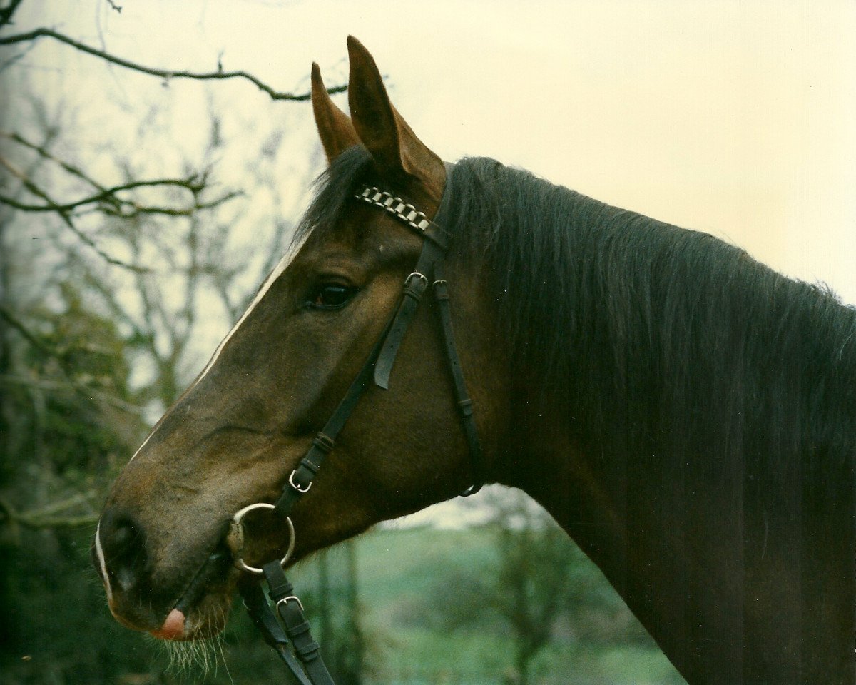 broodmare Genua (Zweibrücken, 1985, from Genius)