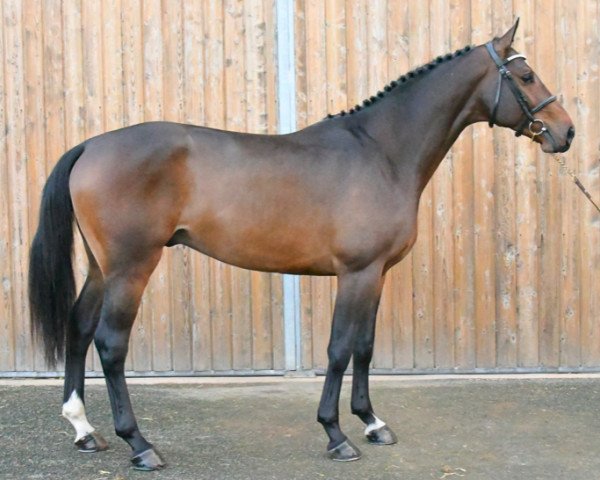 Pferd Kambridge Riverland (Selle Français, 2020, von Catoki)