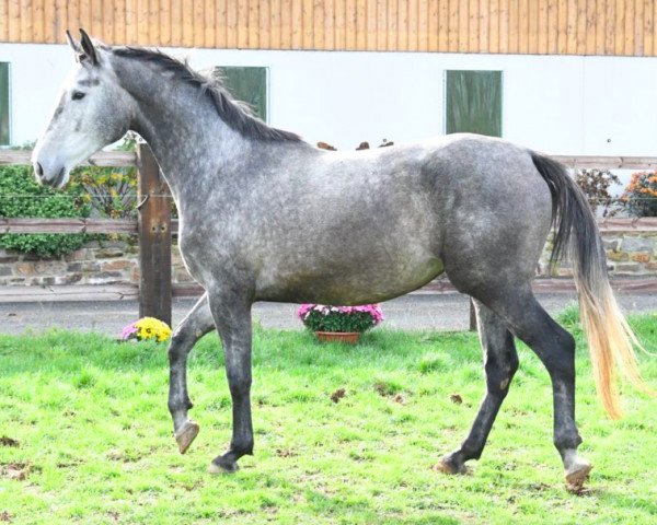 Zuchtstute Kaladine de Riverland (Selle Français, 2020, von Untouchable M)
