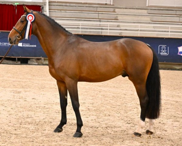 stallion Kollector Riverland (Selle Français, 2020, from Dollar du Rouet)