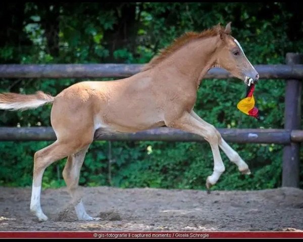 Pferd Kelts Perlprinz (Deutsches Reitpony,  , von FL Perlkönig)