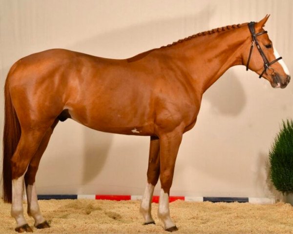stallion Gfe Itoki de Riverland (Selle Français, 2018, from Candy de Nantuel)
