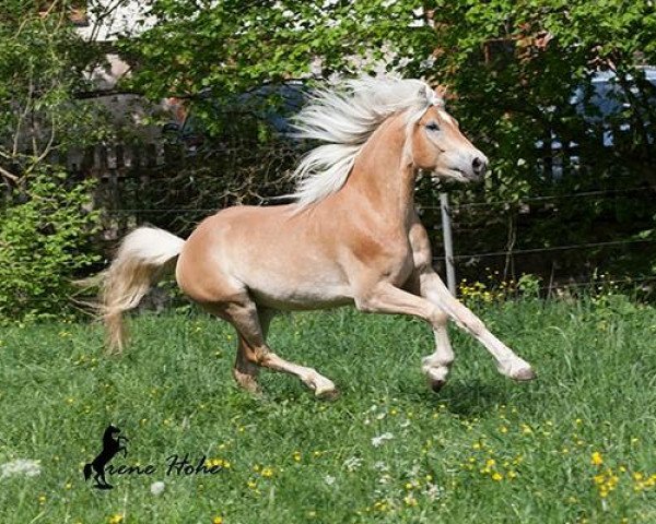 horse Amore Malton (6,25% ox) (Edelbluthaflinger, 2011, from Arogno (3,125% ox))