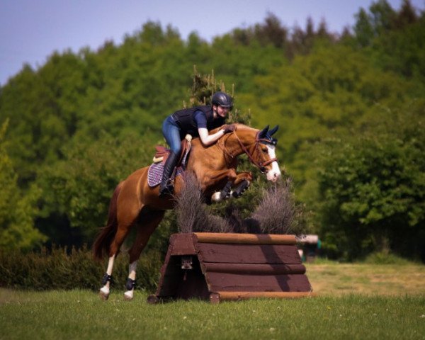 jumper Gaja 36 (German Riding Pony, 2014, from Quader) jumper Gaja 36 (German Riding Pony, 2014, from Quader)