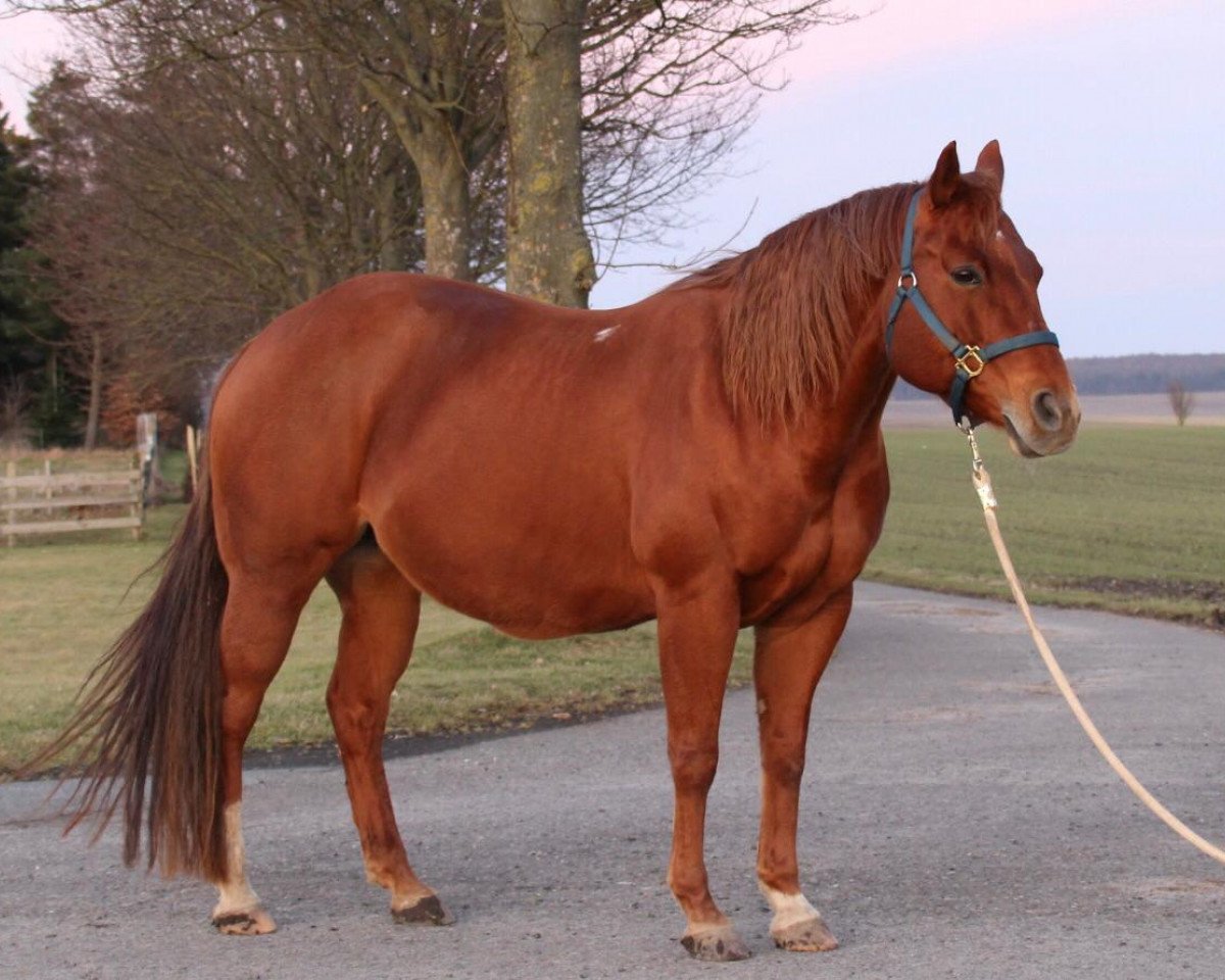 broodmare Silent Gold Montana (Quarter Horse, 2009)