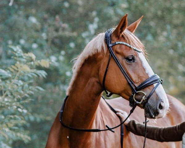 dressage horse Lafayette 193 (Hanoverian, 2016, from Lissaro)
