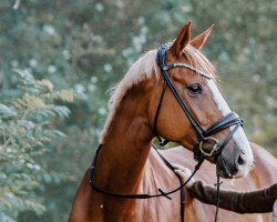 Dressurpferd Lafayette 193 (Hannoveraner, 2016, von Lissaro)
