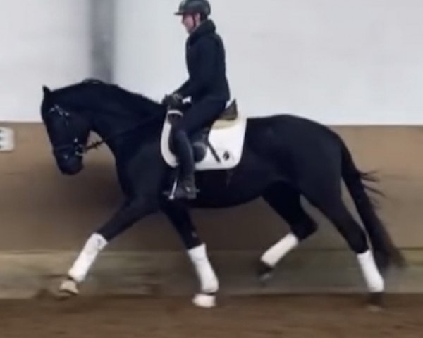 horse Chocolat Noir 4 (Trakehner, 2019, from Singolo)
