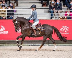 stallion Salam du Roc (French Pony, 2006, from Linaro)
