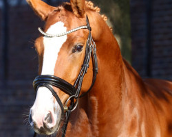 horse Mollywood (Hanoverian, 2018)