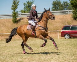jumper Casmaron's Cascalido (Hanoverian, 2007, from Cassini II)