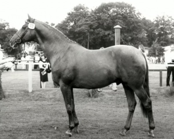 Deckhengst Gelria (Trakehner, 1975, von Kassio) Deckhengst Gelria (Trakehner, 1975, von Kassio)