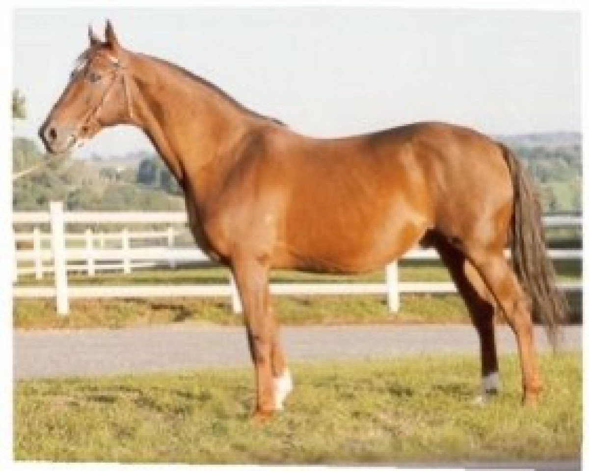 stallion Kesberoy ox (Arabian purebred, 1973, from Saint Laurent 1948 ox)