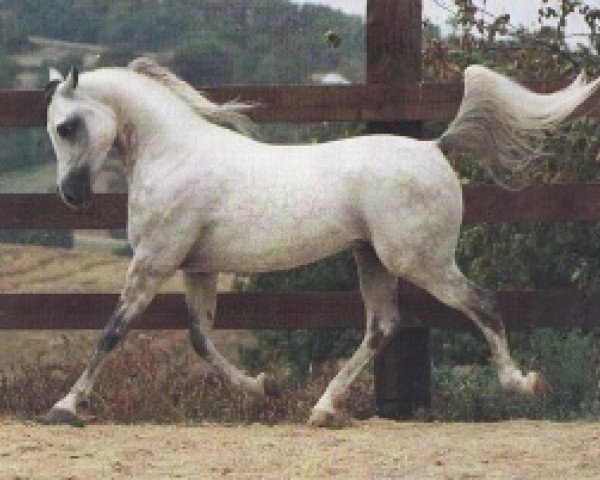 stallion NA Colt ox (Arabian purebred, 1986, from Warandes Plakat ox)