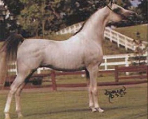 stallion Warandes Plakat ox (Arabian purebred, 1981, from Plakat ox)