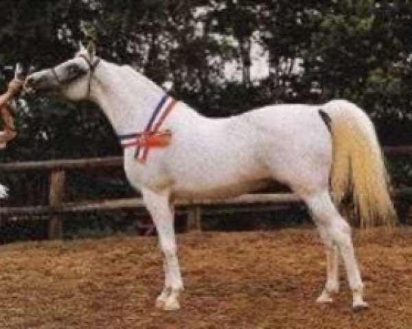 stallion Plakat ox (Arabian purebred, 1970, from Aswan 1958 EAO)