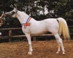 stallion Plakat ox (Arabian purebred, 1970, from Aswan 1958 EAO)