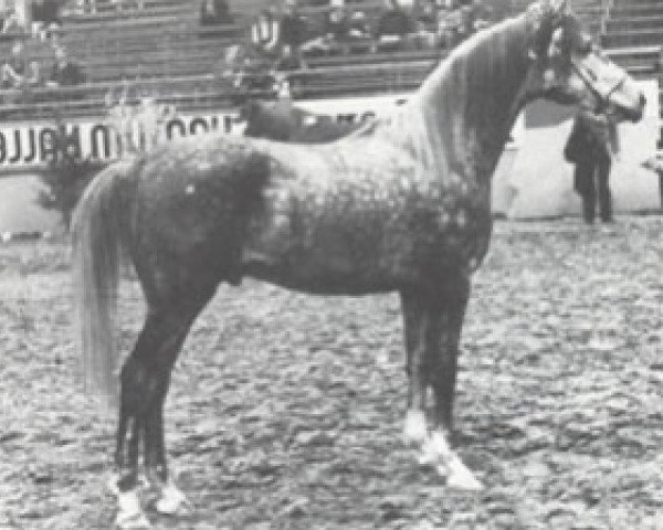 stallion Pentagon ox (Arabian purebred, 1974, from Gon ox)