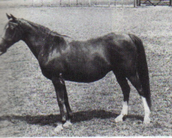 broodmare Golden Gilt ox (Arabian purebred, 1968, from Bright Shadow 1948 ox)