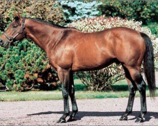 stallion Loup Solitaire xx (Thoroughbred, 1993, from Lear Fan xx) stallion Loup Solitaire xx (Thoroughbred, 1993, from Lear Fan xx)