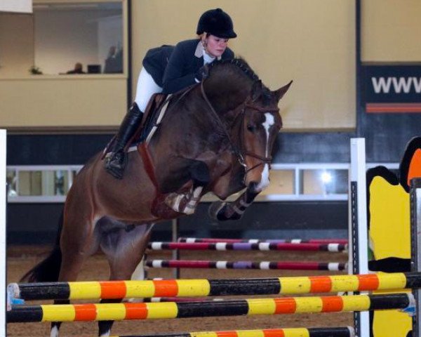 Deckhengst Bolero (KWPN (Niederländisches Warmblut), 2006, von VDL Harley)
