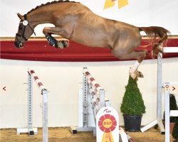 Deckhengst Otamendi (KWPN (Niederländisches Warmblut), 2019, von Don van het Parelshof Z)