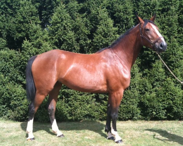 Zuchtstute Si Belle Fromecs (Oldenburger, 2006, von Baloubet du Rouet) Zuchtstute Si Belle Fromecs (Oldenburger, 2006, von Baloubet du Rouet)