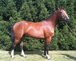 broodmare Si Belle Fromecs (Oldenburg show jumper, 2006, from Baloubet du Rouet)