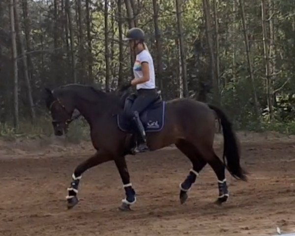 Pferd Majestic (Deutsches Sportpferd, 2017, von Morricone) Pferd Majestic (Deutsches Sportpferd, 2017, von Morricone)