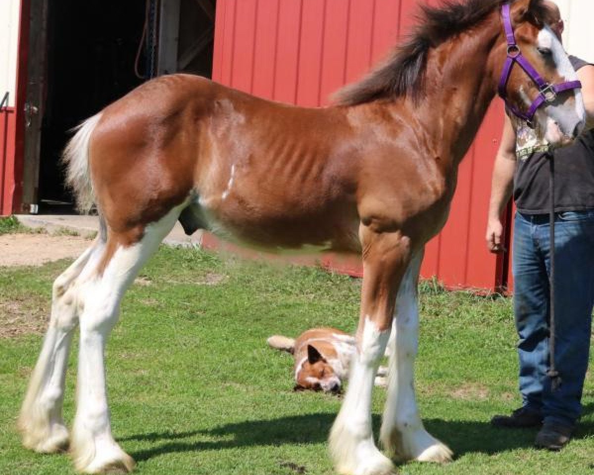 Pferd Brookside Lightning Flash II (Clydesdale, 2018, von Irish Thunder's Celtic Dawson)