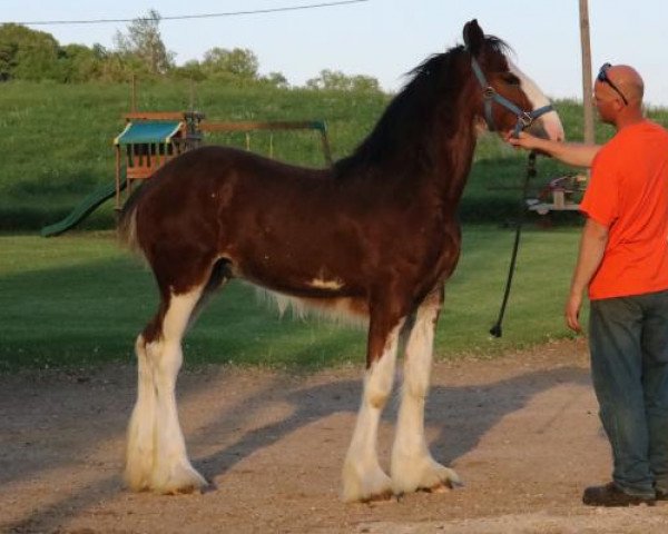 Pferd Brookside Rayden Tempest (Clydesdale, 2020, von Tablerock's Cracker Jack)