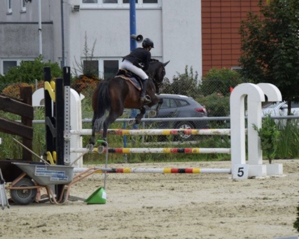 broodmare Annabell 453 (Zweibrücken, 2003, from A l'Amour)
