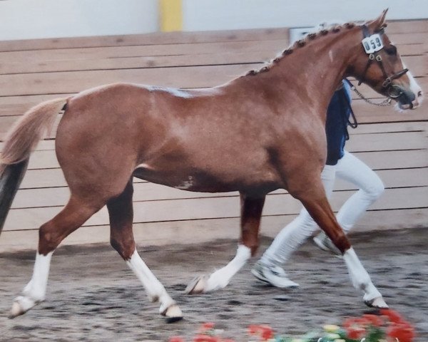 broodmare Celine (German Riding Pony, 2006, from Giglbergs Outsider) broodmare Celine (German Riding Pony, 2006, from Giglbergs Outsider)