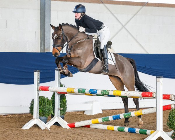 horse Haily (German Riding Pony, 2017, from Dance Star AT NRW)