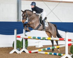 Pferd Haily (Deutsches Reitpony, 2017, von Dance Star AT NRW)
