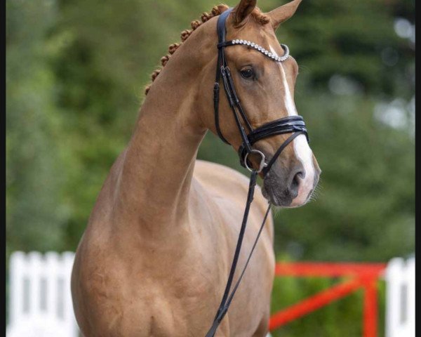 horse Hengst von Asgard's Ibiza / Rousseau (ex: Rambo) (Westphalian, 2020, from Asgard's Ibiza)