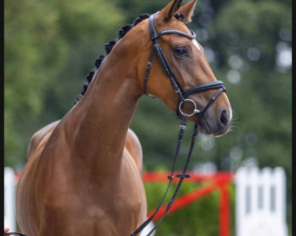 horse Dina (Westphalian, 2020, from Diamant de Casall)