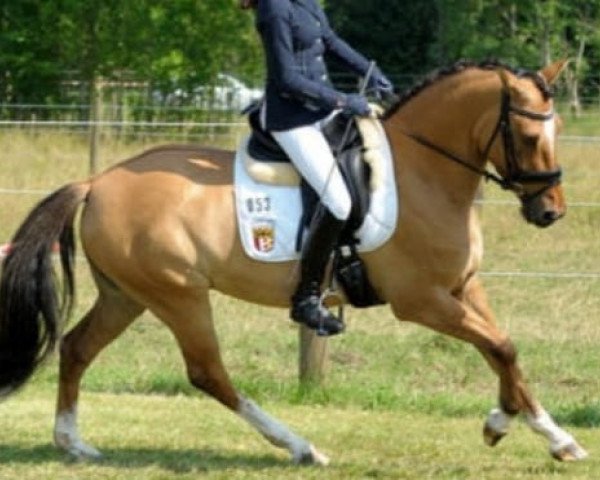 Dressurpferd Schöntals Davidoff (Deutsches Reitpony, 2009, von Kelts De Luxe)