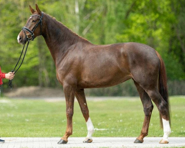 horse Amarena (Westphalian, 2018, from Asgard's Ibiza)