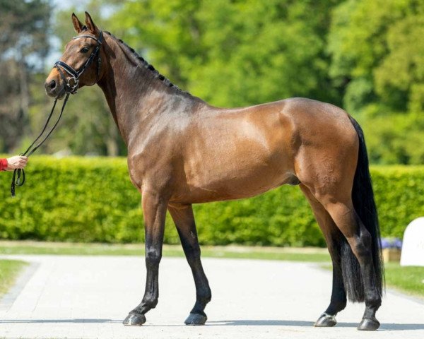 horse Franz Forever (Westphalian, 2018, from Franziskus FRH)
