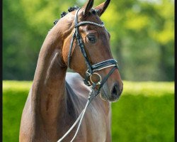 Pferd Hengst von Zoom / L' Espoir (Westfale, 2019, von Zoom)