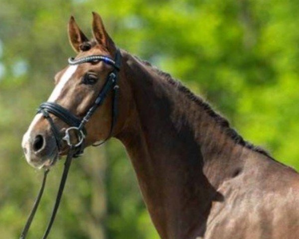 horse Belaja (Westphalian, 2017, from Borsalino)