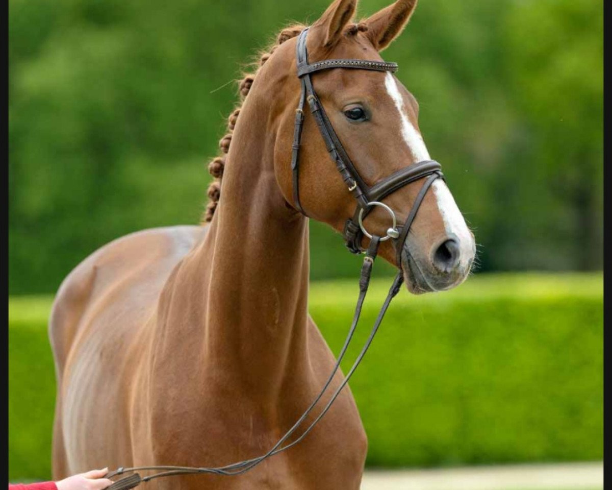 Dressurpferd Zig Zack (Westfale, 2018, von Zoom)