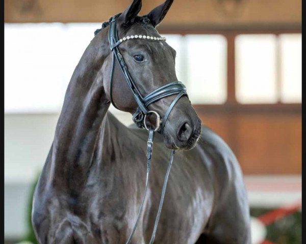 horse Dark Surprise (Rhinelander, 2018, from Don Martillo)