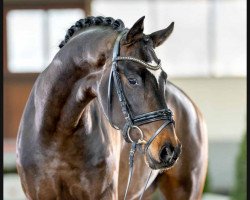 dressage horse Feel the Rhythm (Westphalian, 2020, from Fashion In Black NRW)